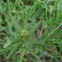 Spermacoce verticillata L.
